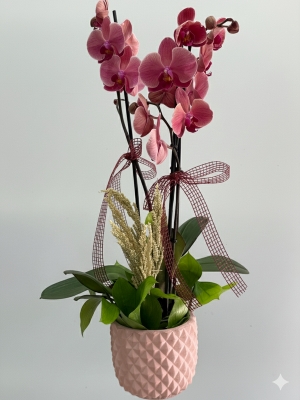 Ateş Kırmızısı 2 Dallı Orkide 